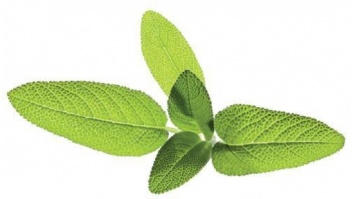 Click & Grow | Seeds for Smart Pots Refill Sage, 3pcs | SGR7X3