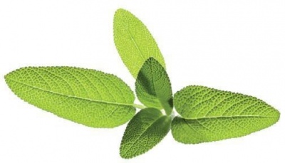 Click & Grow | Seeds for Smart Pots Refill Sage, 3pcs | SGR7X3